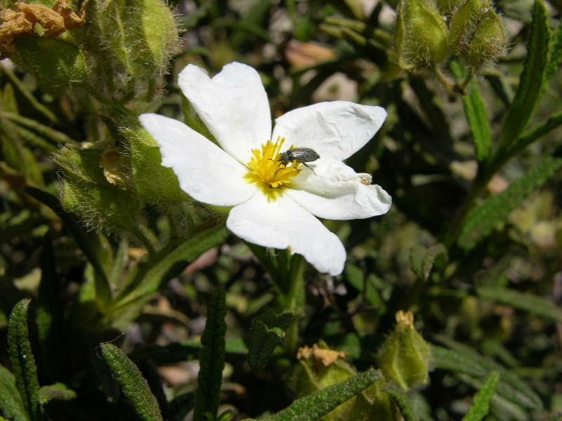 Piante monoiche e dioiche